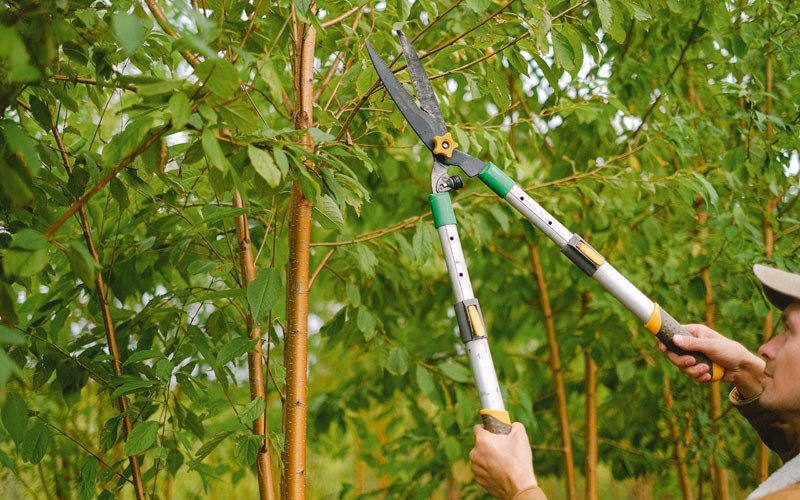 Tree trimming in Troy, ID